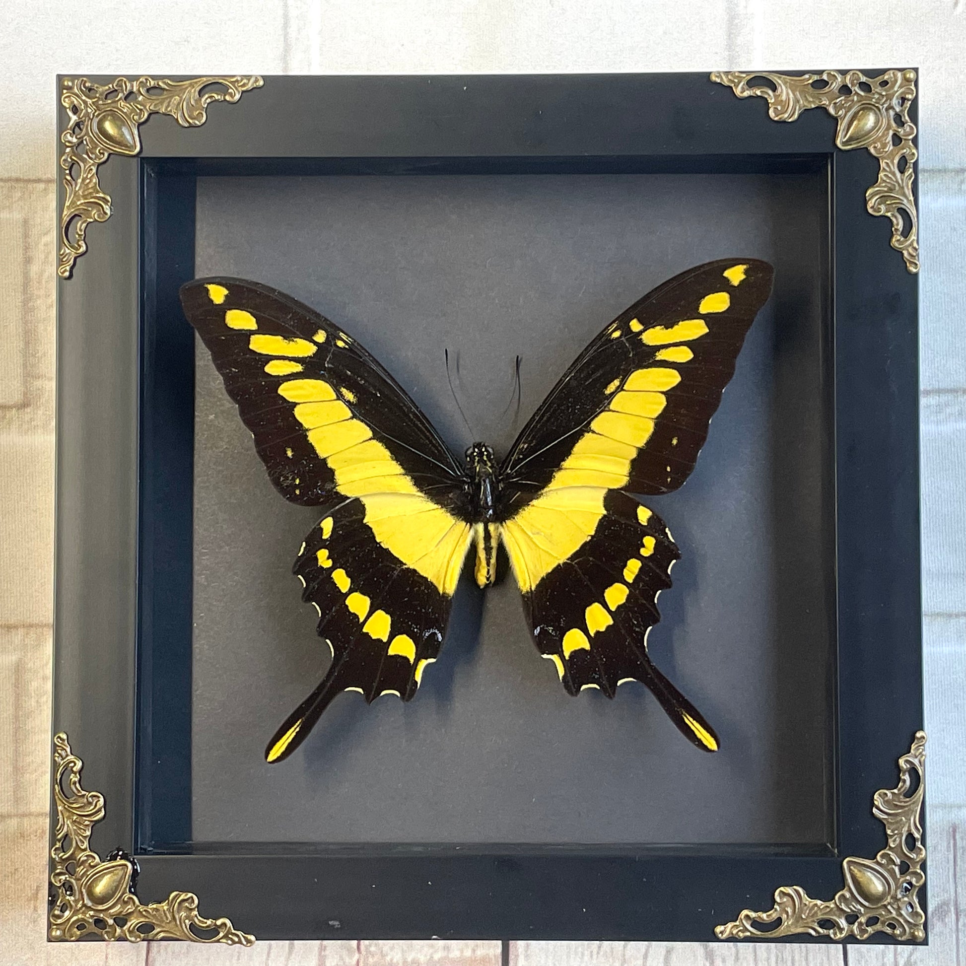 Female Queen Swallowtail In Box Frame (Papilio Androgeus - Foto 6