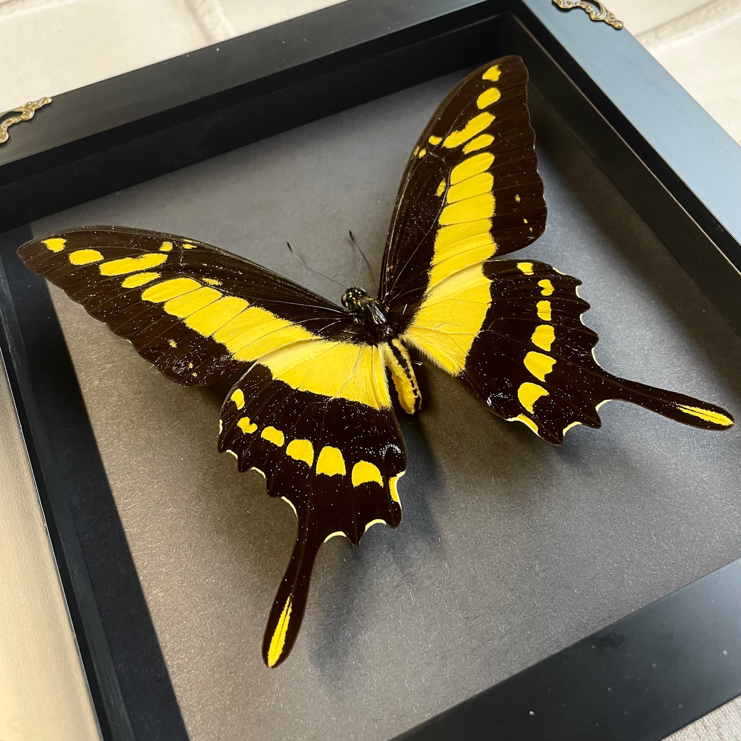 King Swallowtail Butterfly (Papilio thoas cinyras) Baroque Style Deep Shadow Box Frame Display Insect