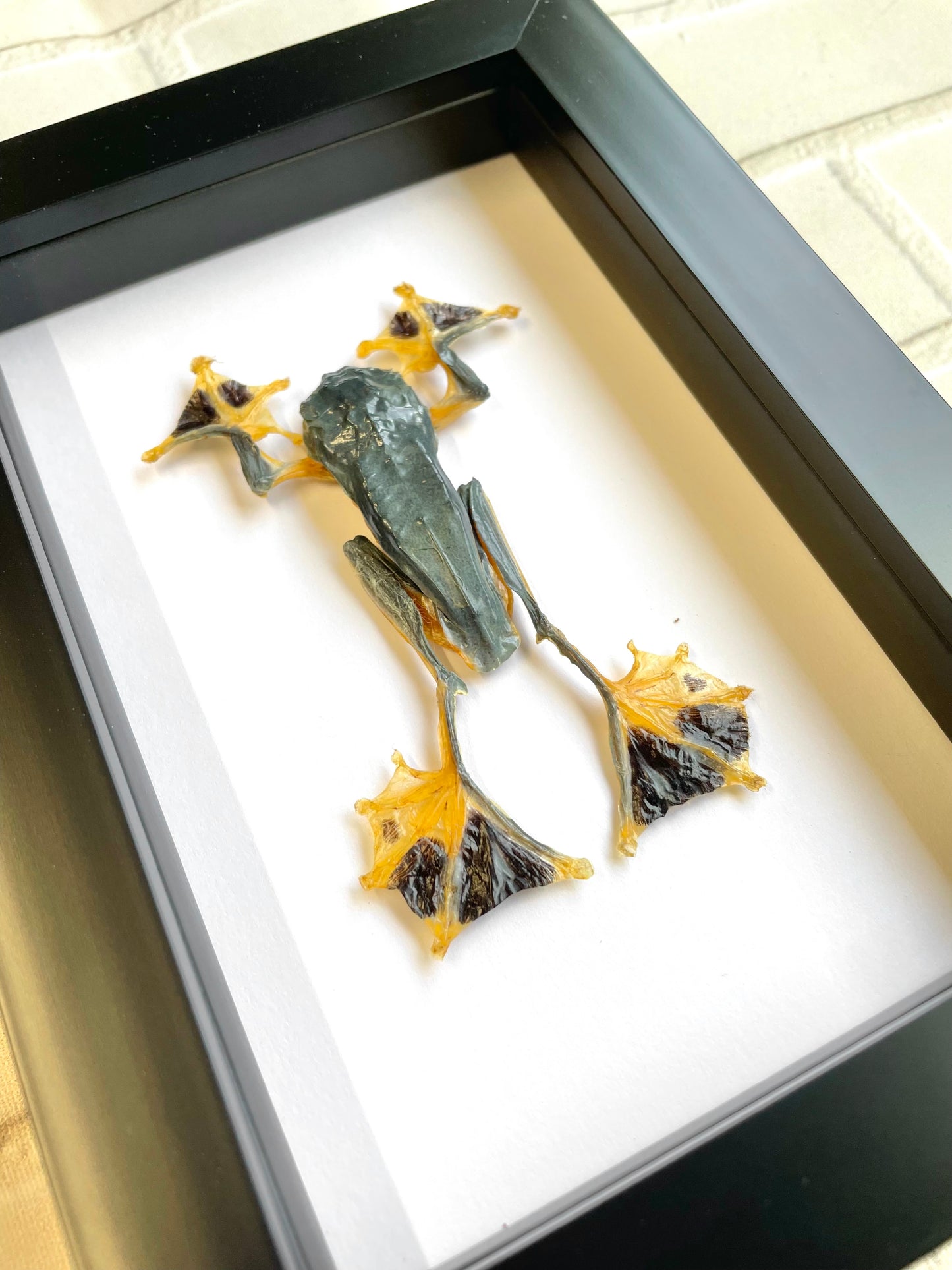 Green Flying Tree Frog (Rhacophorus reinwardtii) Deep Shadow Box Frame Display Insect Bug