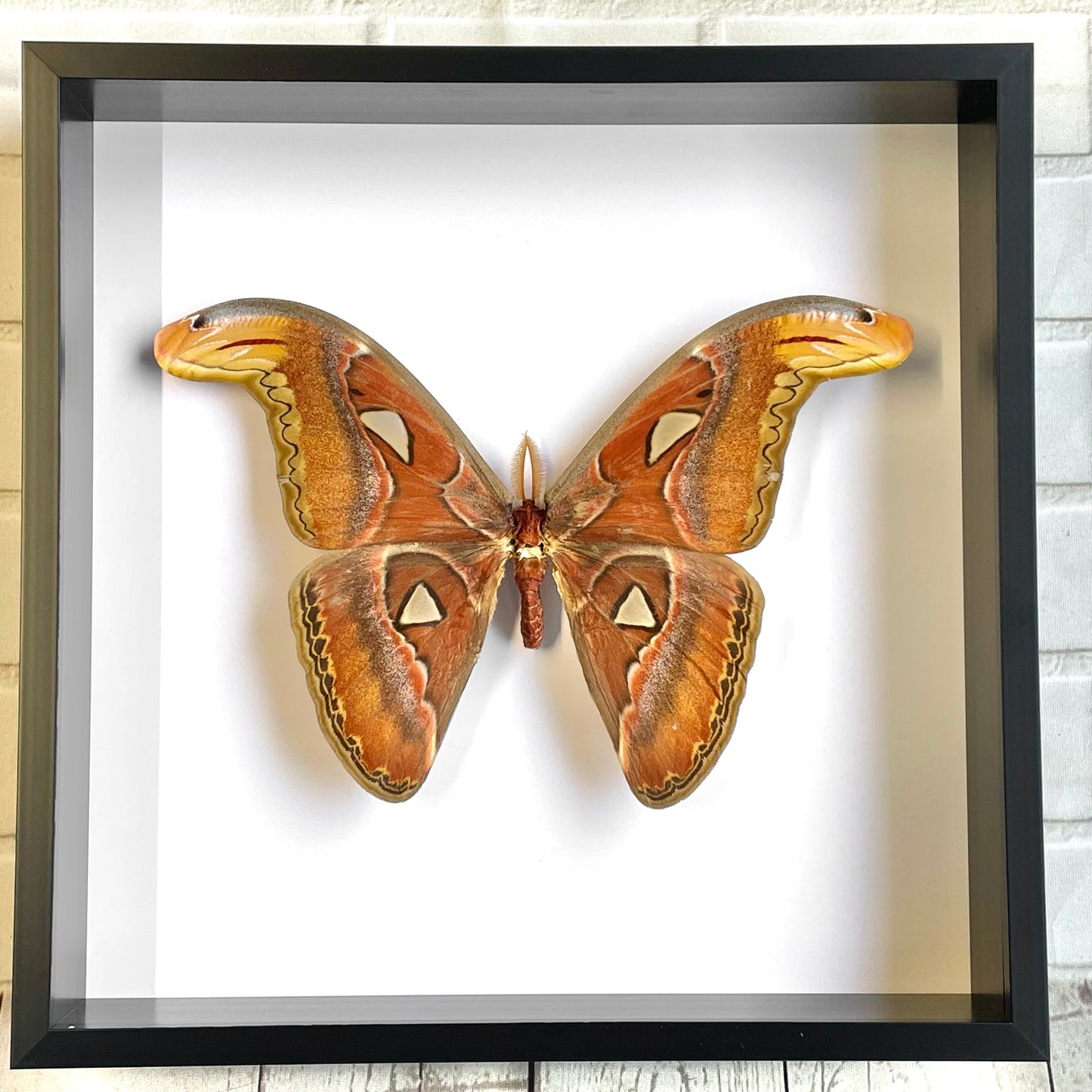 Atlas Moth (Attacus atlas) Deep Shadow Box Frame Display Insect Butterfly Bug