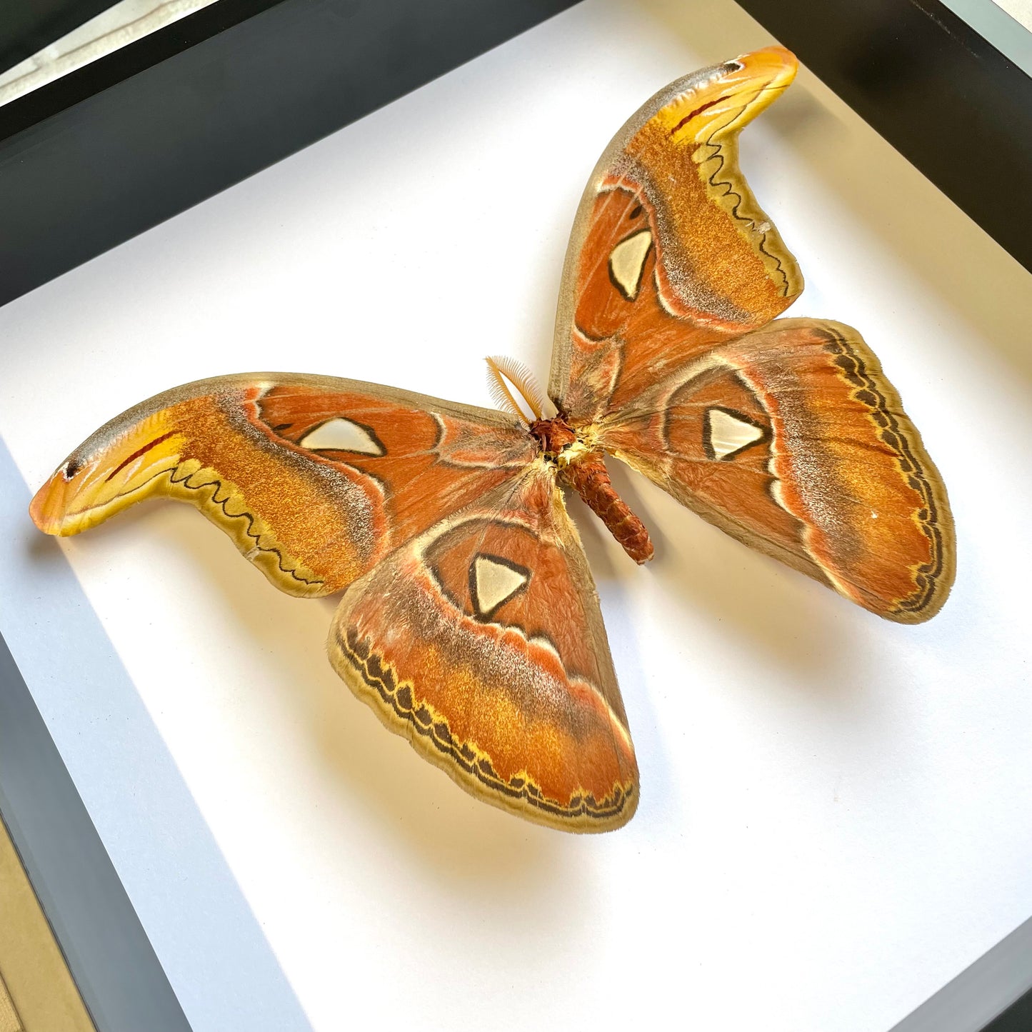 Atlas Moth (Attacus atlas) Deep Shadow Box Frame Display Insect Butterfly Bug