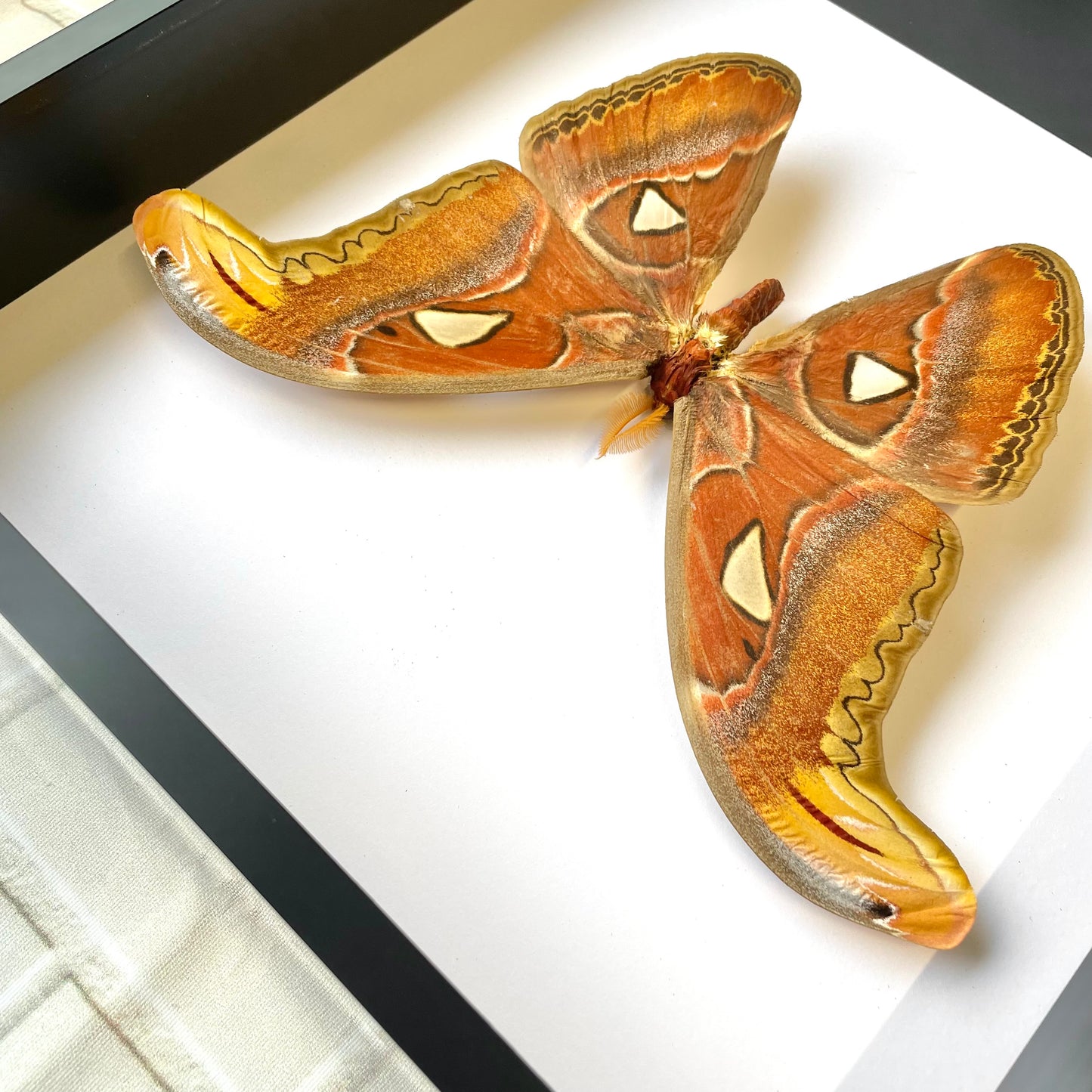 Atlas Moth (Attacus atlas) Deep Shadow Box Frame Display Insect Butterfly Bug