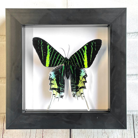 Green Banded Urania Moth (Urania leilus) Butterfly Deep Shadow Box Frame Display Insect Bug