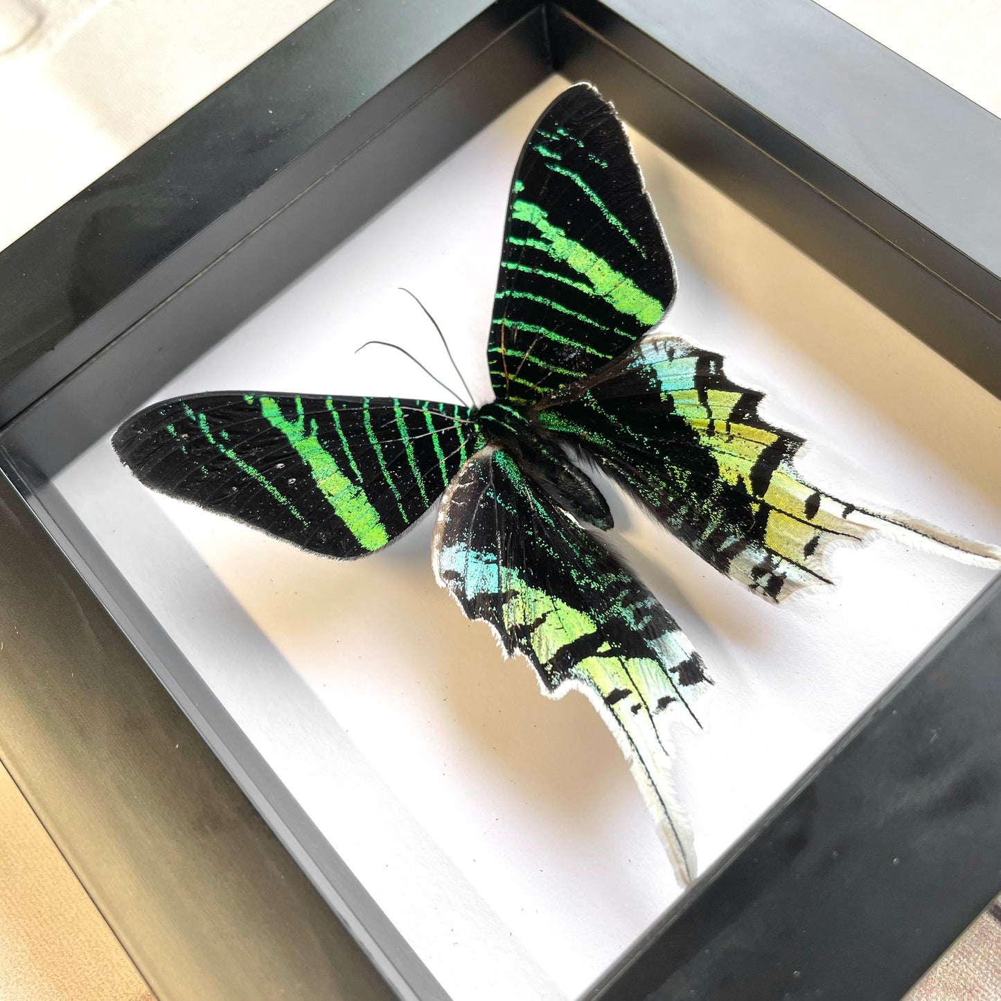 Green Banded Urania Moth (Urania leilus) Butterfly Deep Shadow Box Frame Display Insect Bug