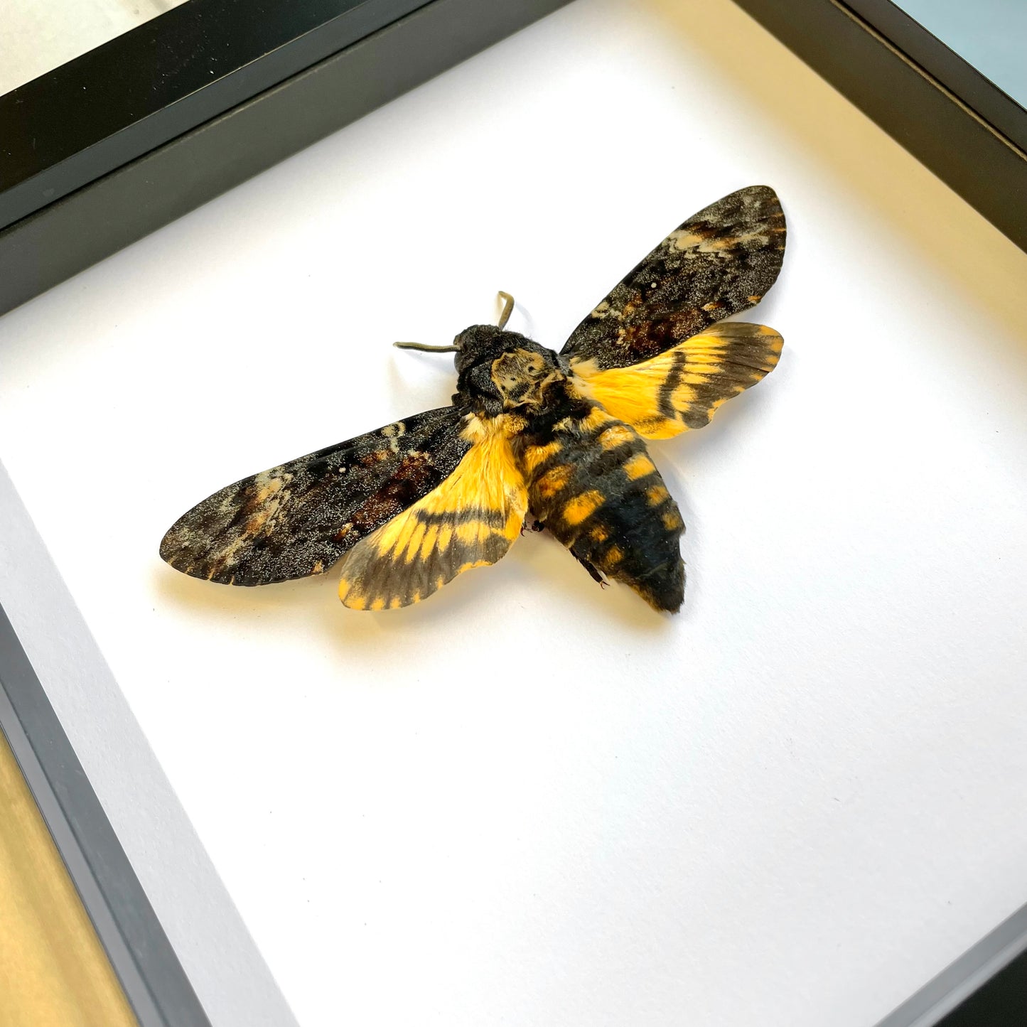 Death's Head Hawk Moth (Acherontia atropos) Deep Shadow Box Frame Display Insect Bug