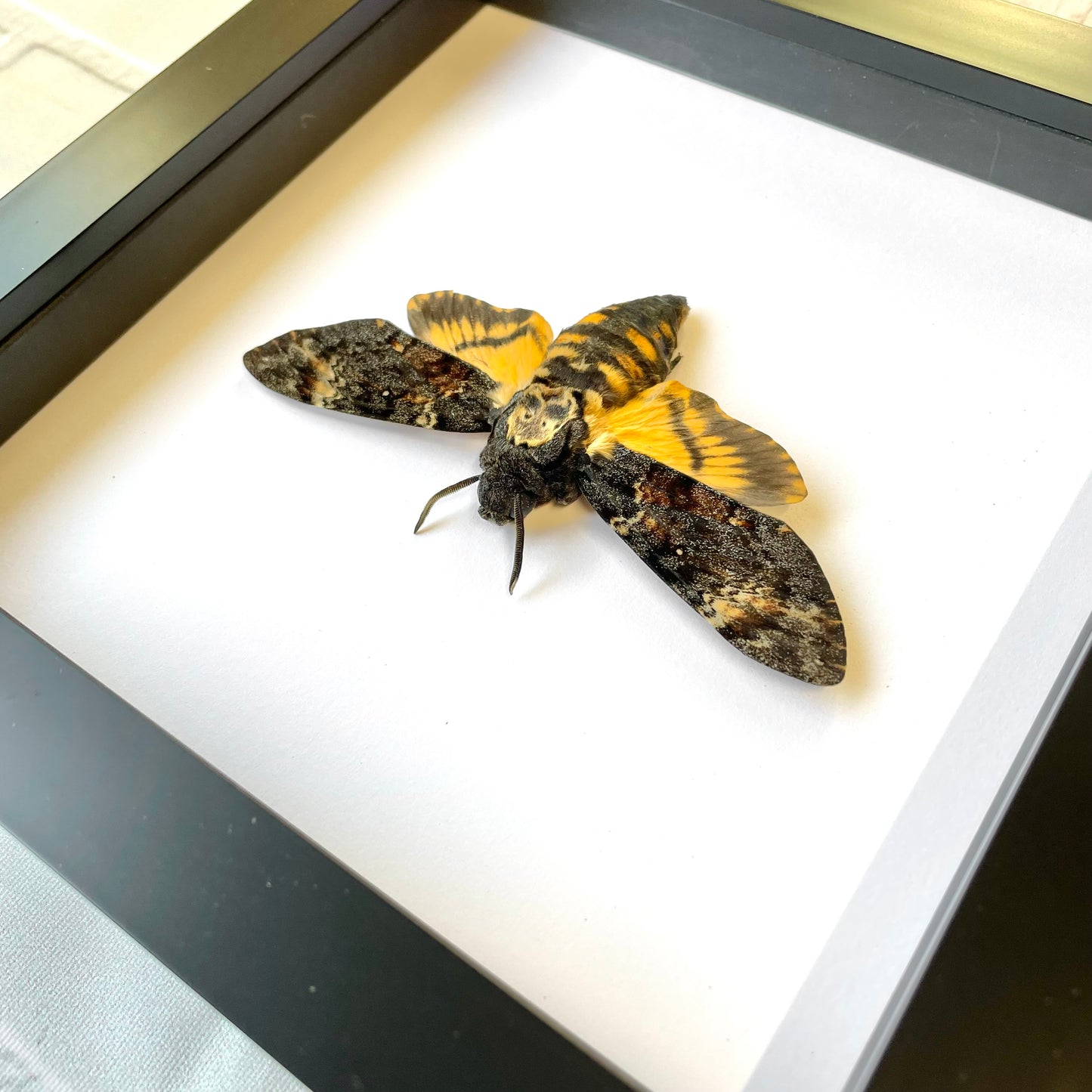 Death's Head Hawk Moth (Acherontia atropos) Deep Shadow Box Frame Display Insect Bug