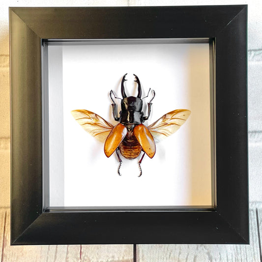 Brown Stag Beetle (Odontolabis sarasinorum) Deep Shadow Box Frame Display Insect Bug