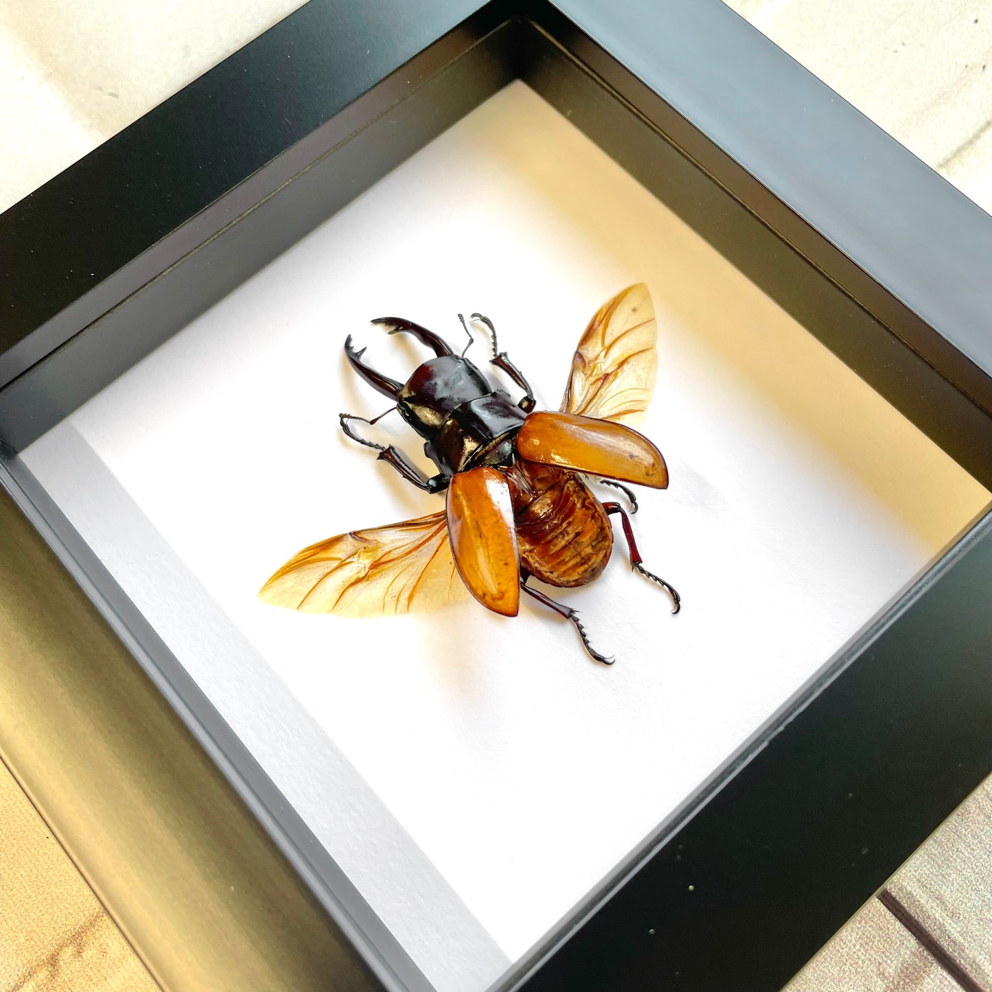 Brown Stag Beetle (Odontolabis sarasinorum) Deep Shadow Box Frame Display Insect Bug