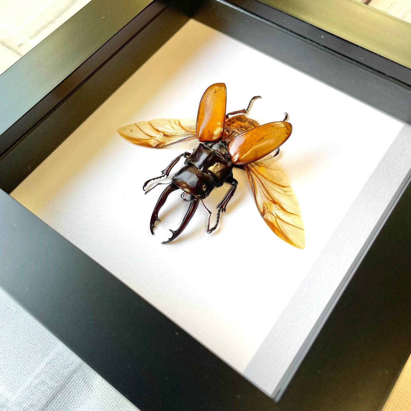 Brown Stag Beetle (Odontolabis sarasinorum) Deep Shadow Box Frame Display Insect Bug