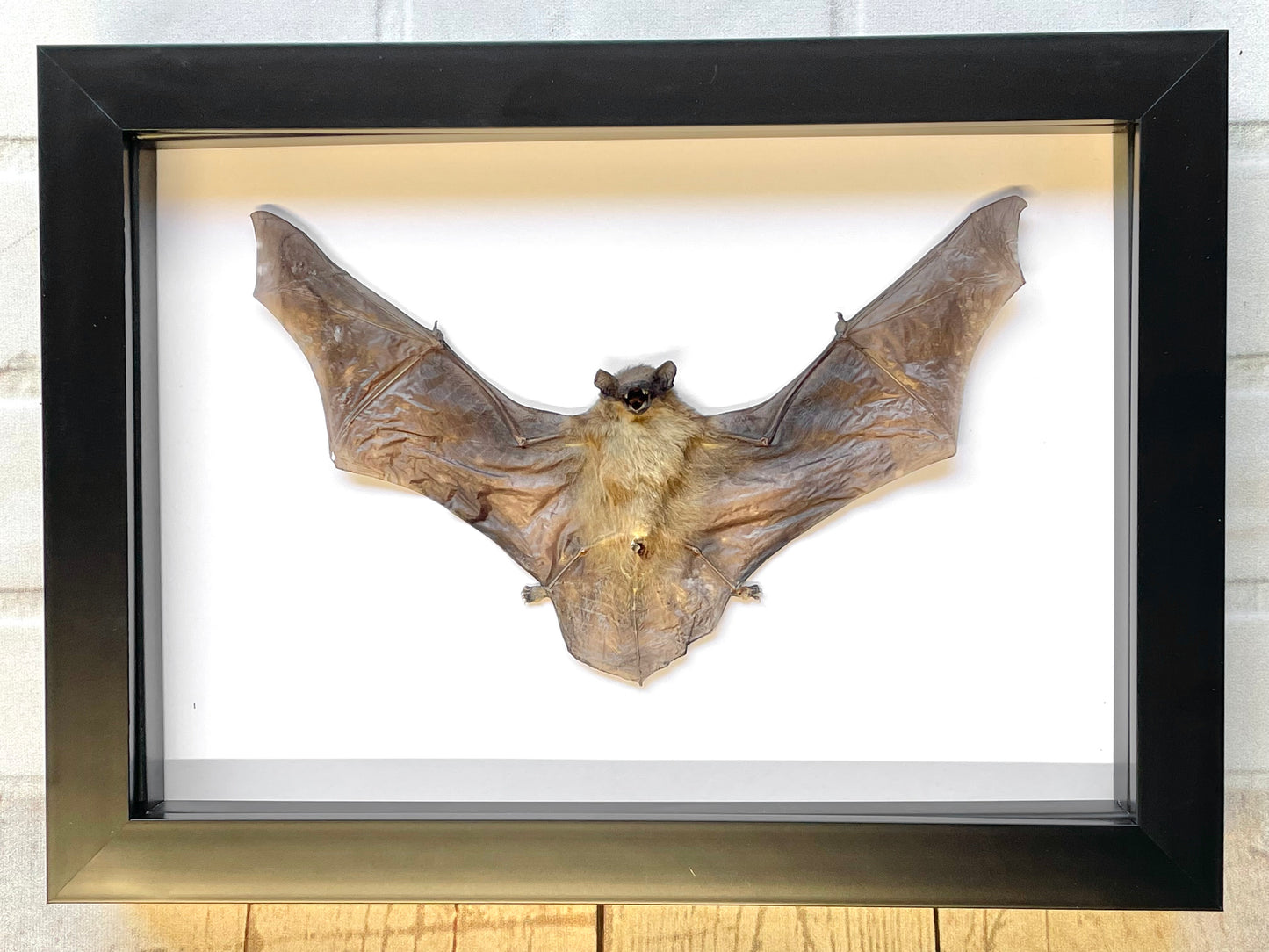 Lesser Bamboo Vesper Bat (Tylonycteris pachypus) Deep Shadow Box Frame Display Insect Bug