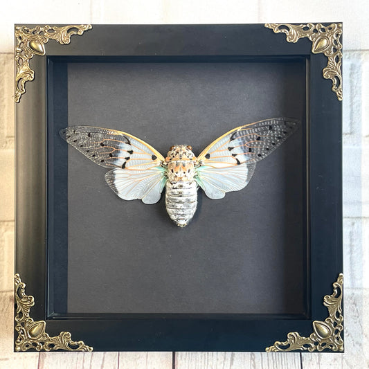 White Ghost Cicada (Ayuthia spectabilis) in Deep Baroque Style Shadow Box Frame Display