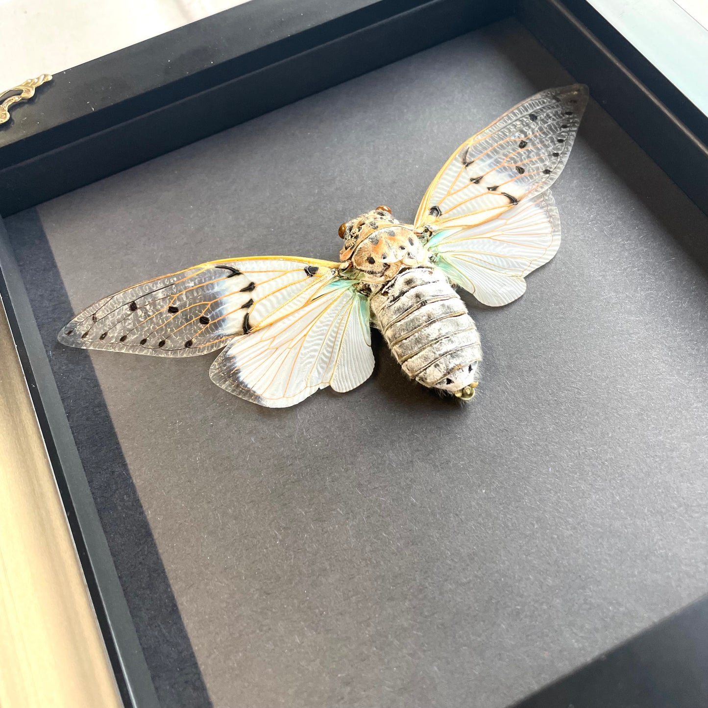 White Ghost Cicada (Ayuthia spectabilis) in Deep Baroque Style Shadow Box Frame Display