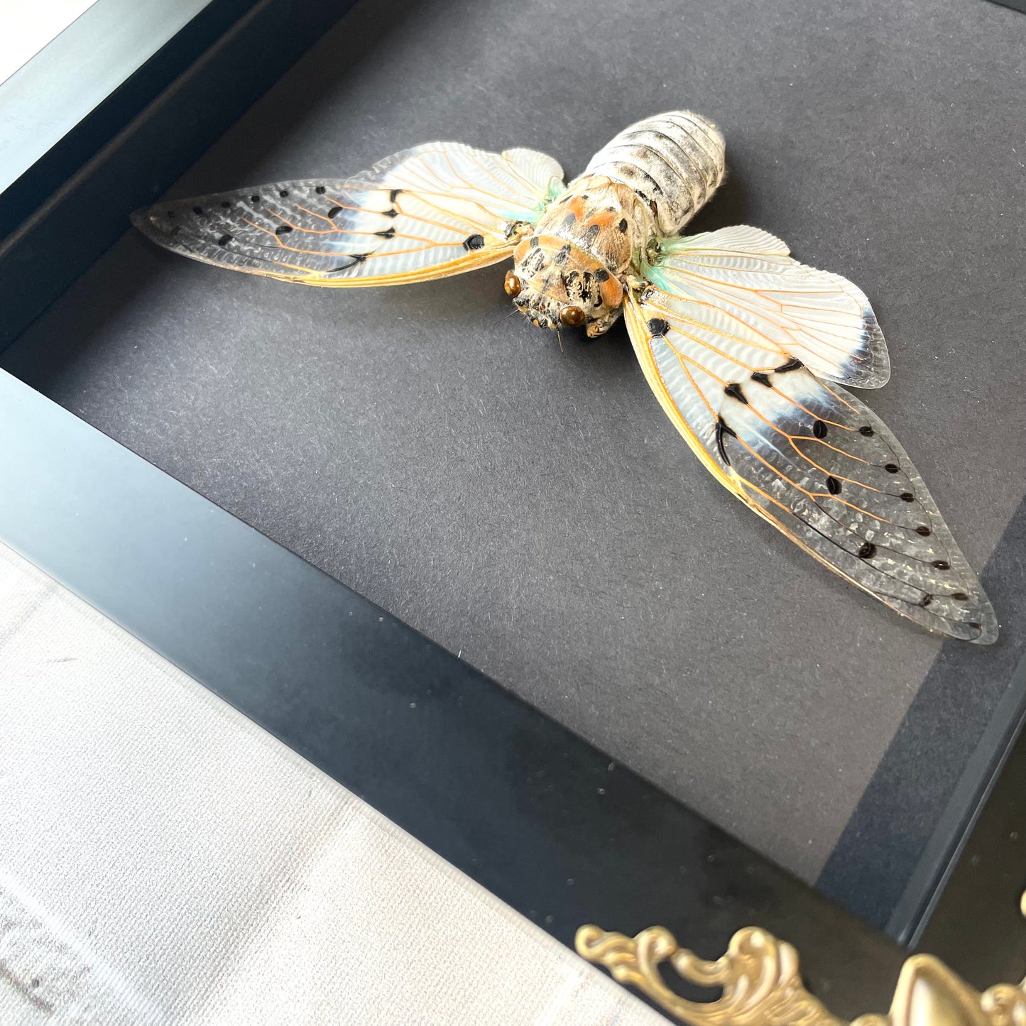 White Ghost Cicada (Ayuthia spectabilis) in Deep Baroque Style Shadow Box Frame Display