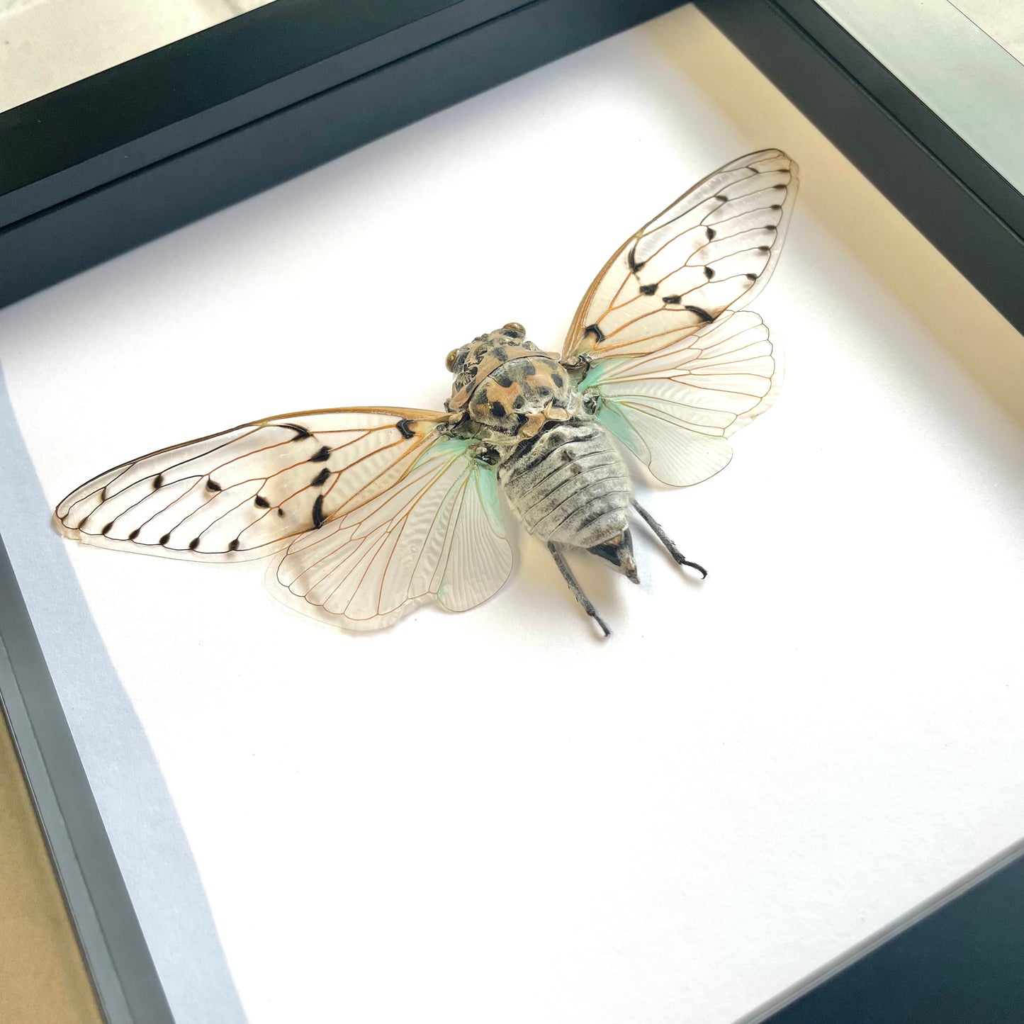 White Ghost Cicada (Ayuthia spectabilis) Shadow Box Frame Display Beetle Bug Insect