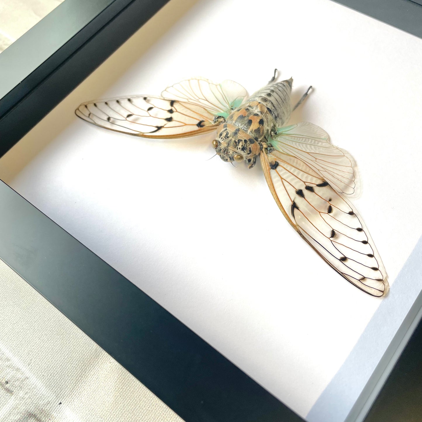 White Ghost Cicada (Ayuthia spectabilis) Shadow Box Frame Display Beetle Bug Insect