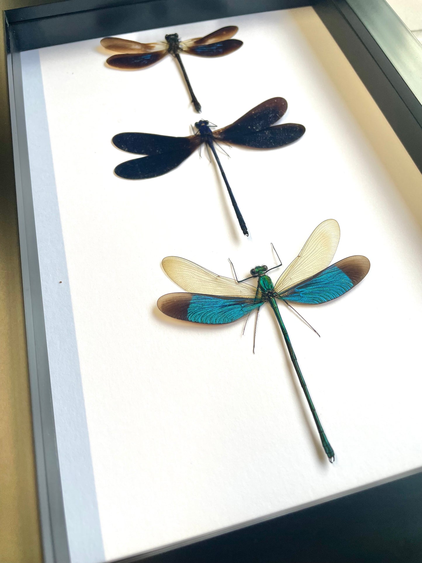 3 x Damselfly Dragonfly Deep Shadow Box Frame Display Insect Bug