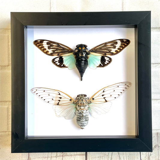 Cicada Pair The White Ghost + The Turquoise Wing in Shadow Box Frame Display Beetle Bug Insect