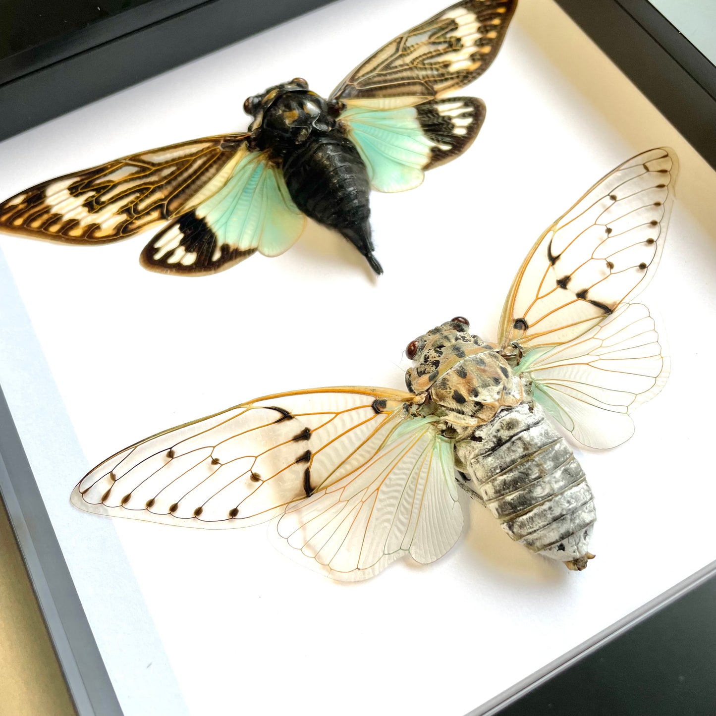 Cicada Pair The White Ghost + The Turquoise Wing in Shadow Box Frame Display Beetle Bug Insect