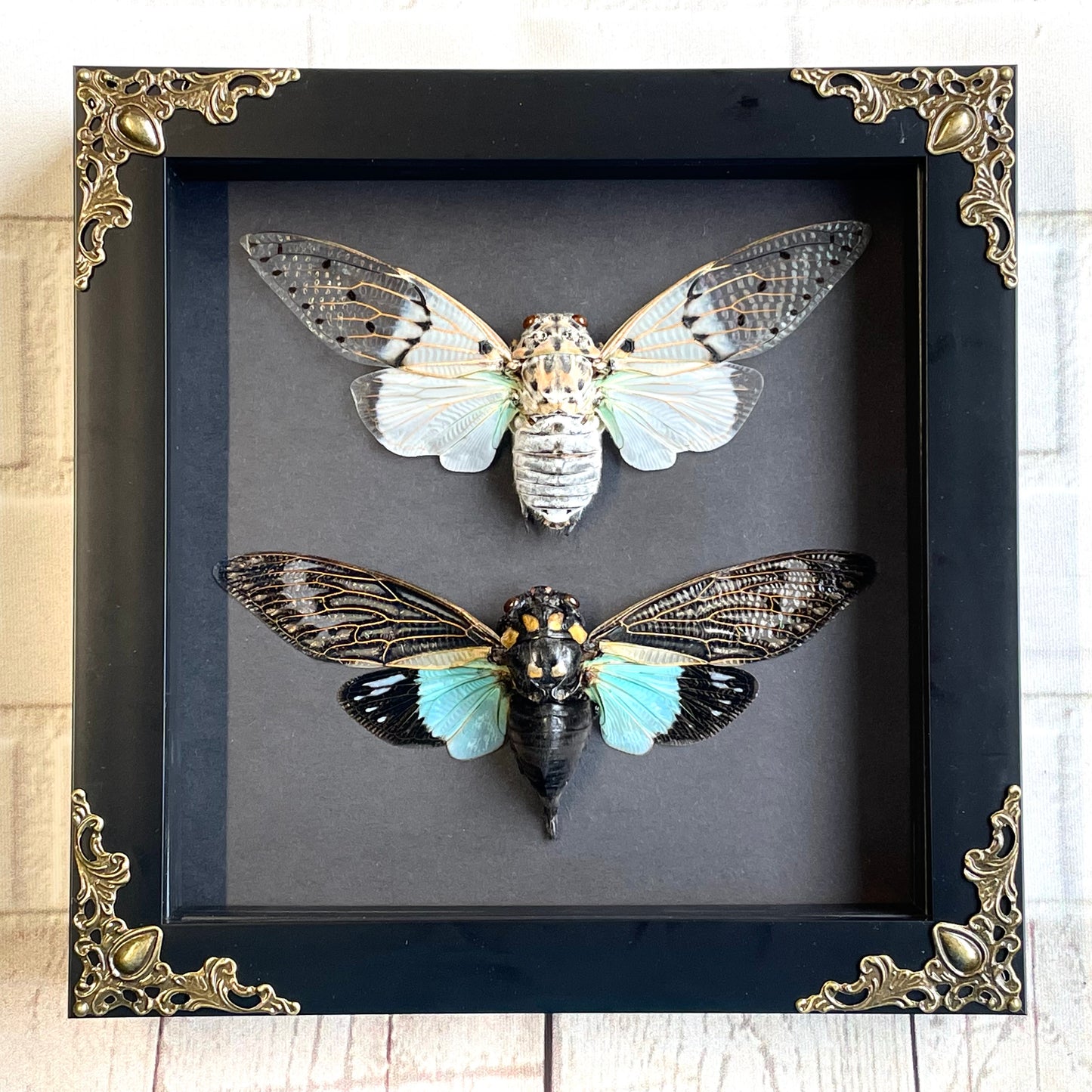 Cicada Pair White Ghost + Turquoise Wing in Deep Baroque Style Shadow Box Frame Display