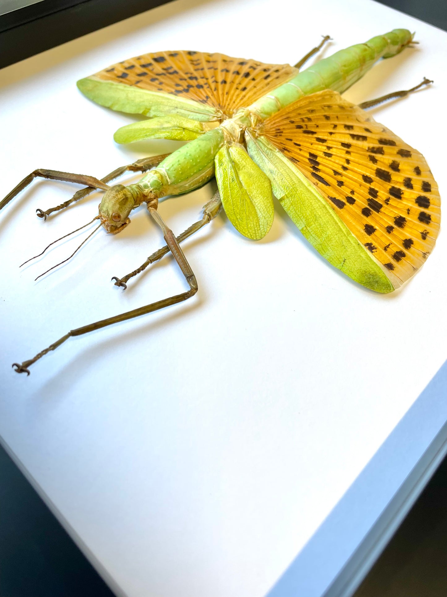 Giant Golden Stick Insect (Paracyphocrania major) Deep Shadow Box Frame Display Beetle Insect Bug