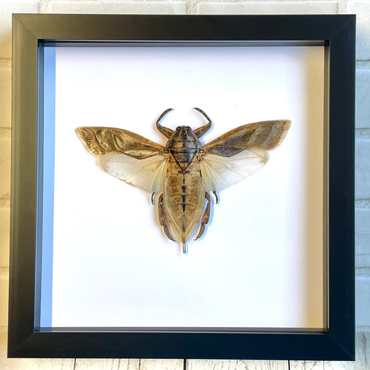 Giant Water Bug (Lethocerus indicus) Deep Shadow Box Frame Display Beetle Insect Bug