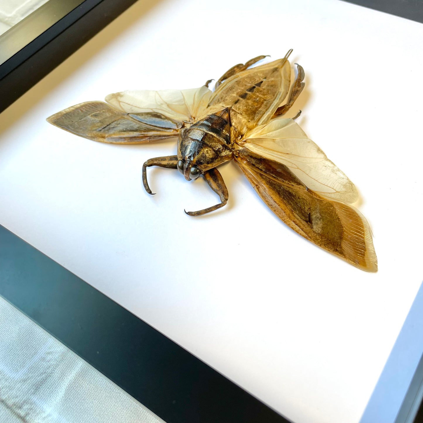 Giant Water Bug (Lethocerus indicus) Deep Shadow Box Frame Display Beetle Insect Bug