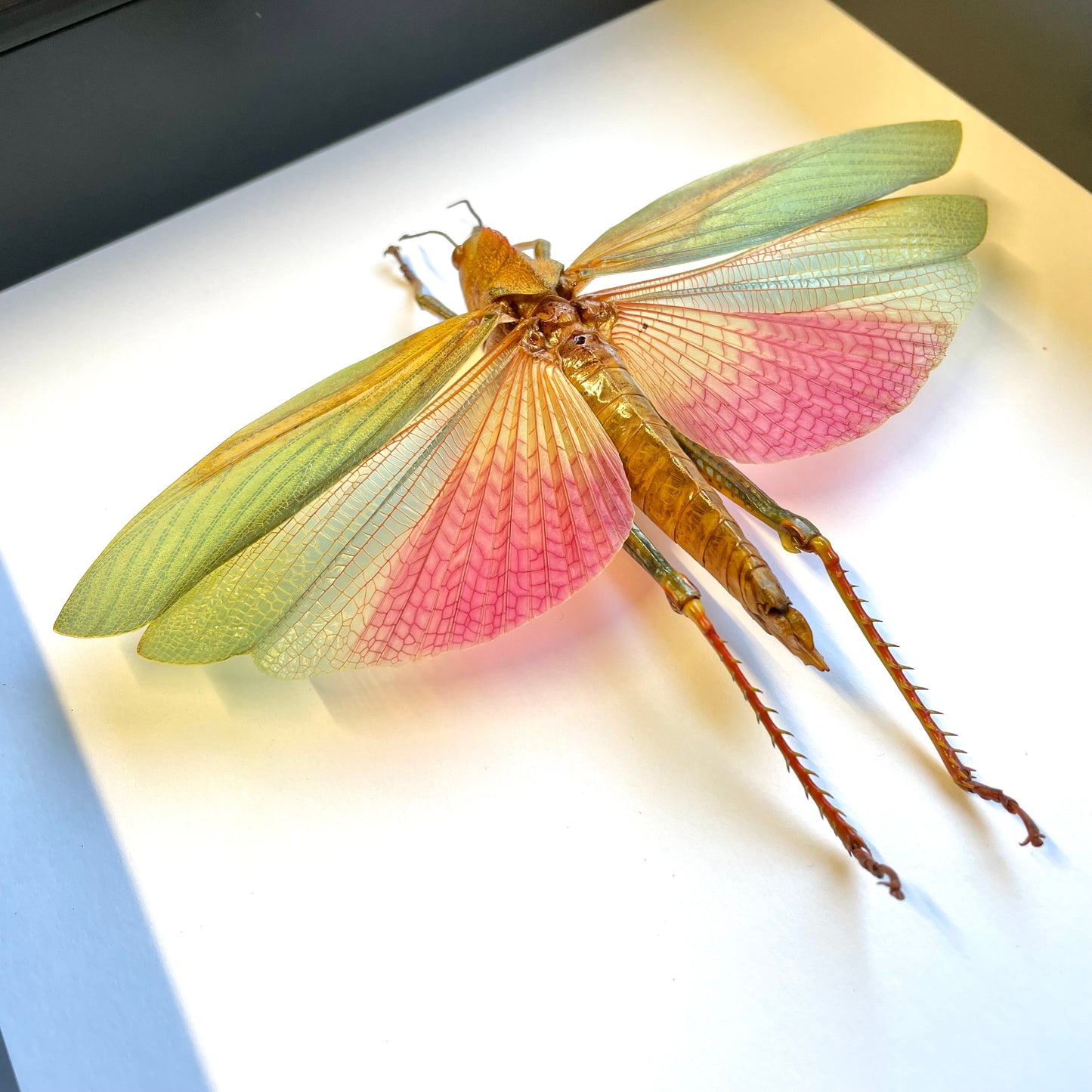 Pink Grasshopper (Lophacris cristata) Female Deep Shadow Box Frame Display Beetle Insect Bug