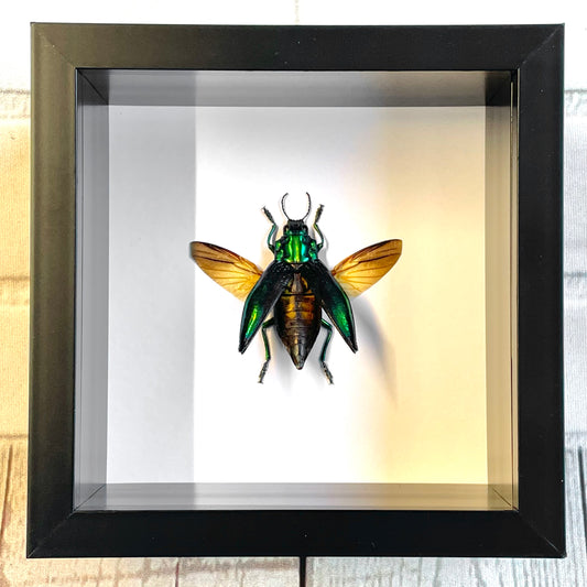 Metallic Jewel Beetle (Cyphogastra calepyga) Deep Shadow Box Frame Display Insect Bug