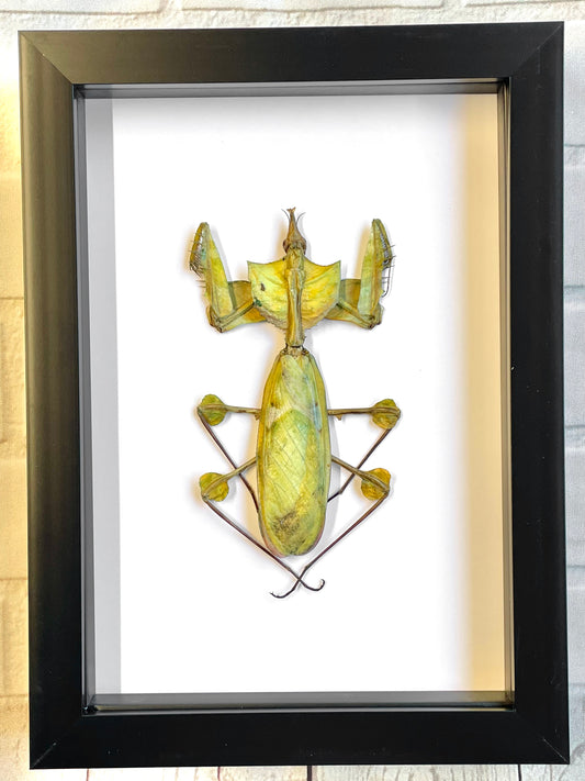 Devil's Praying Flower Mantis Stick Insect (Idolomantis diabolica) Deep Shadow Box Frame Display Beetle Insect Bug