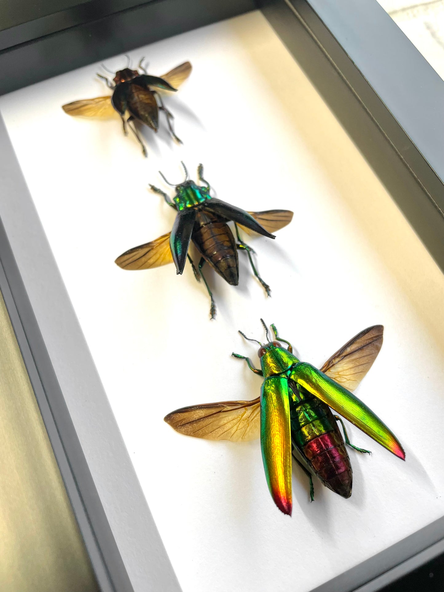 3 x Jewel Beetle Collection Buprestidae Deep Shadow Box Frame Display Insect Bug