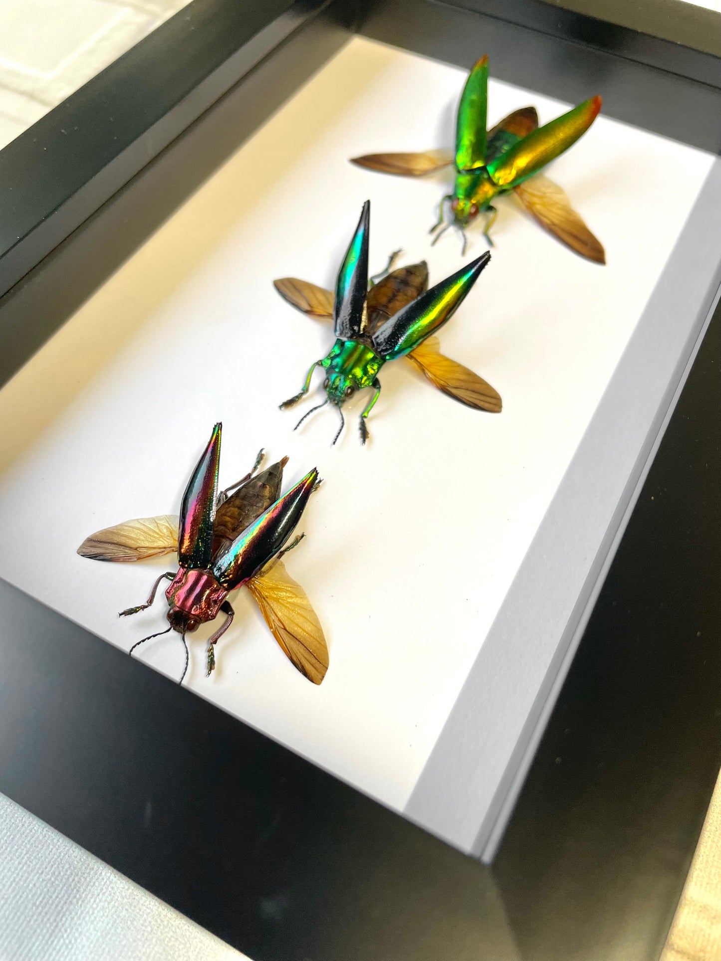 3 x Jewel Beetle Collection Buprestidae Deep Shadow Box Frame Display Insect Bug