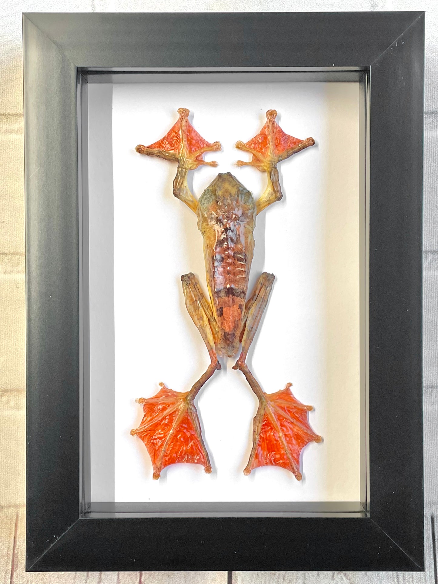 Harlequin Tree Frog (Rhacophorus pardalis) Female Deep Shadow Box Frame Display Insect Bug