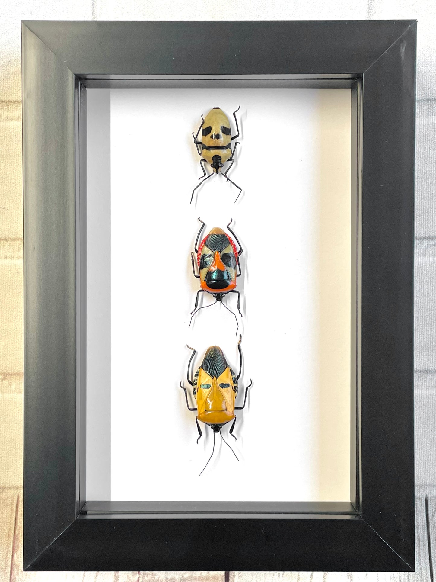 3 x Man Faced Stink Bug Collection Deep Shadow Box Frame Display Insect Bug