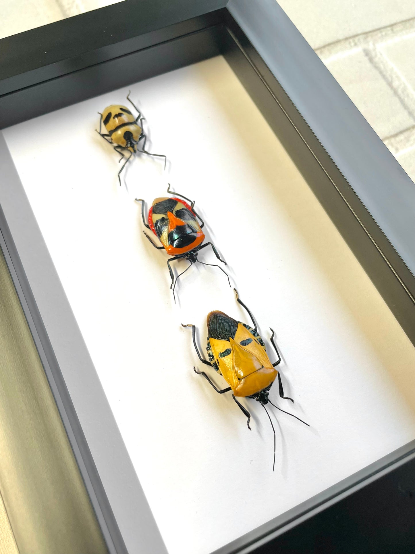 3 x Man Faced Stink Bug Collection Deep Shadow Box Frame Display Insect Bug