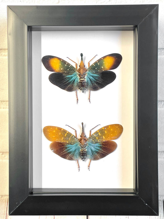 Pyrops Lantern Fly Pair Deep Shadow Box Frame Display Insect Bug