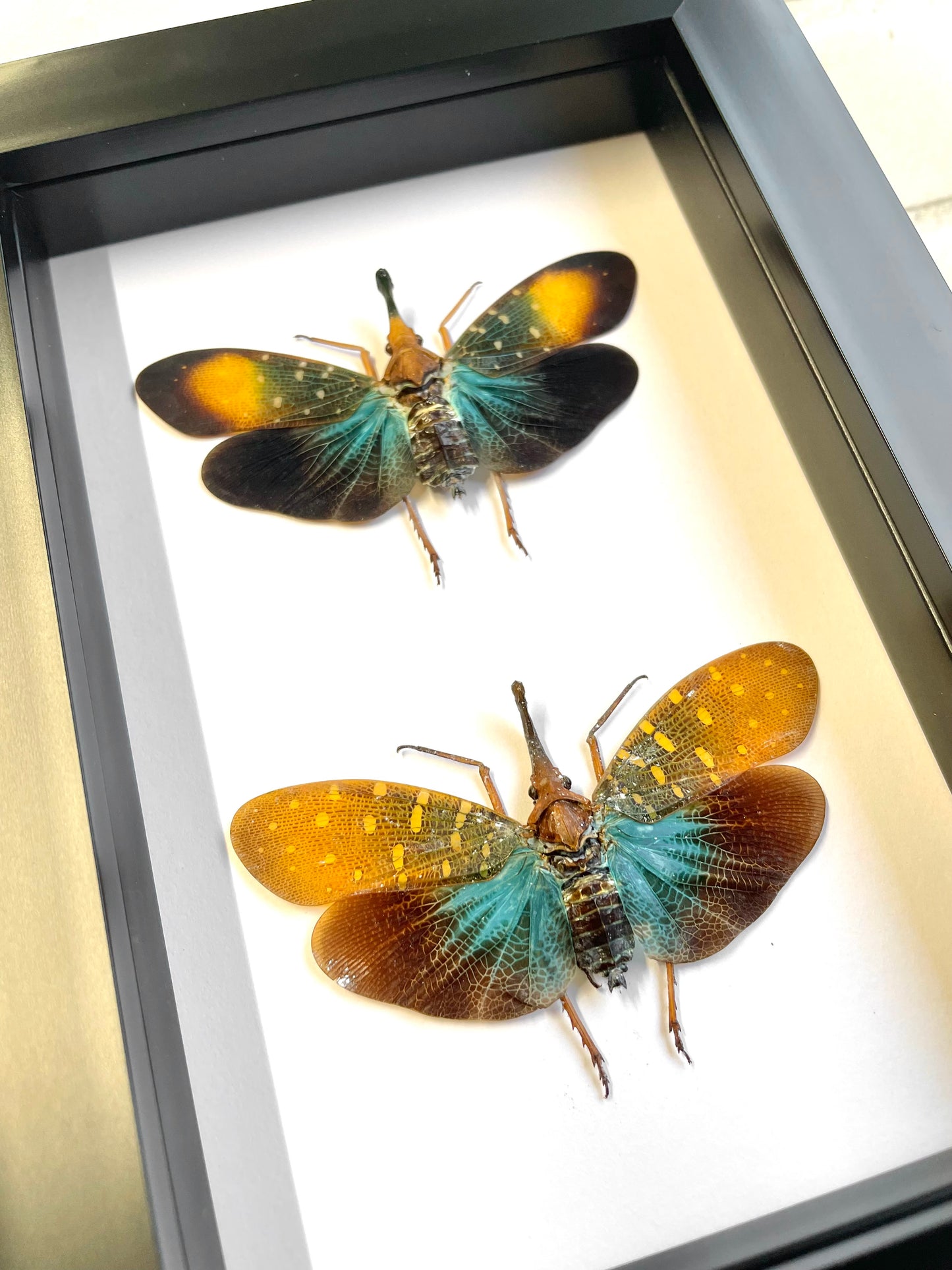 Pyrops Lantern Fly Pair Deep Shadow Box Frame Display Insect Bug