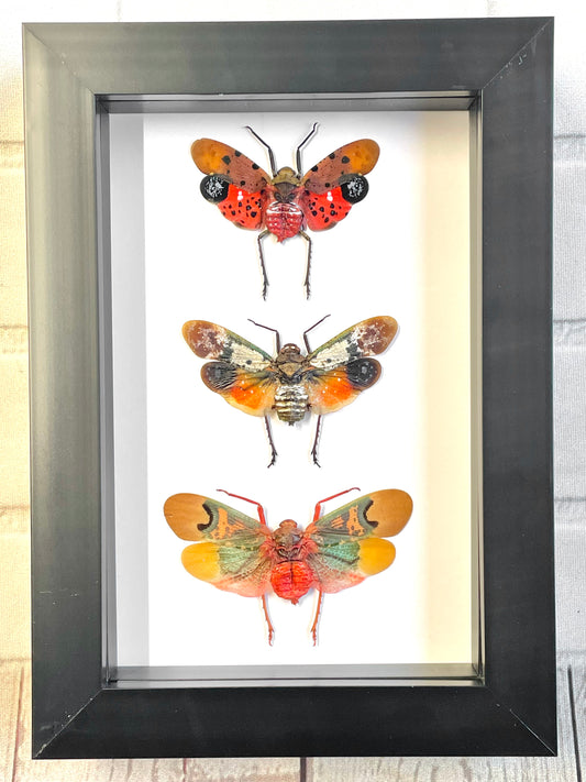 Lantern Fly Collection Deep Shadow Box Frame Display Insect Bug