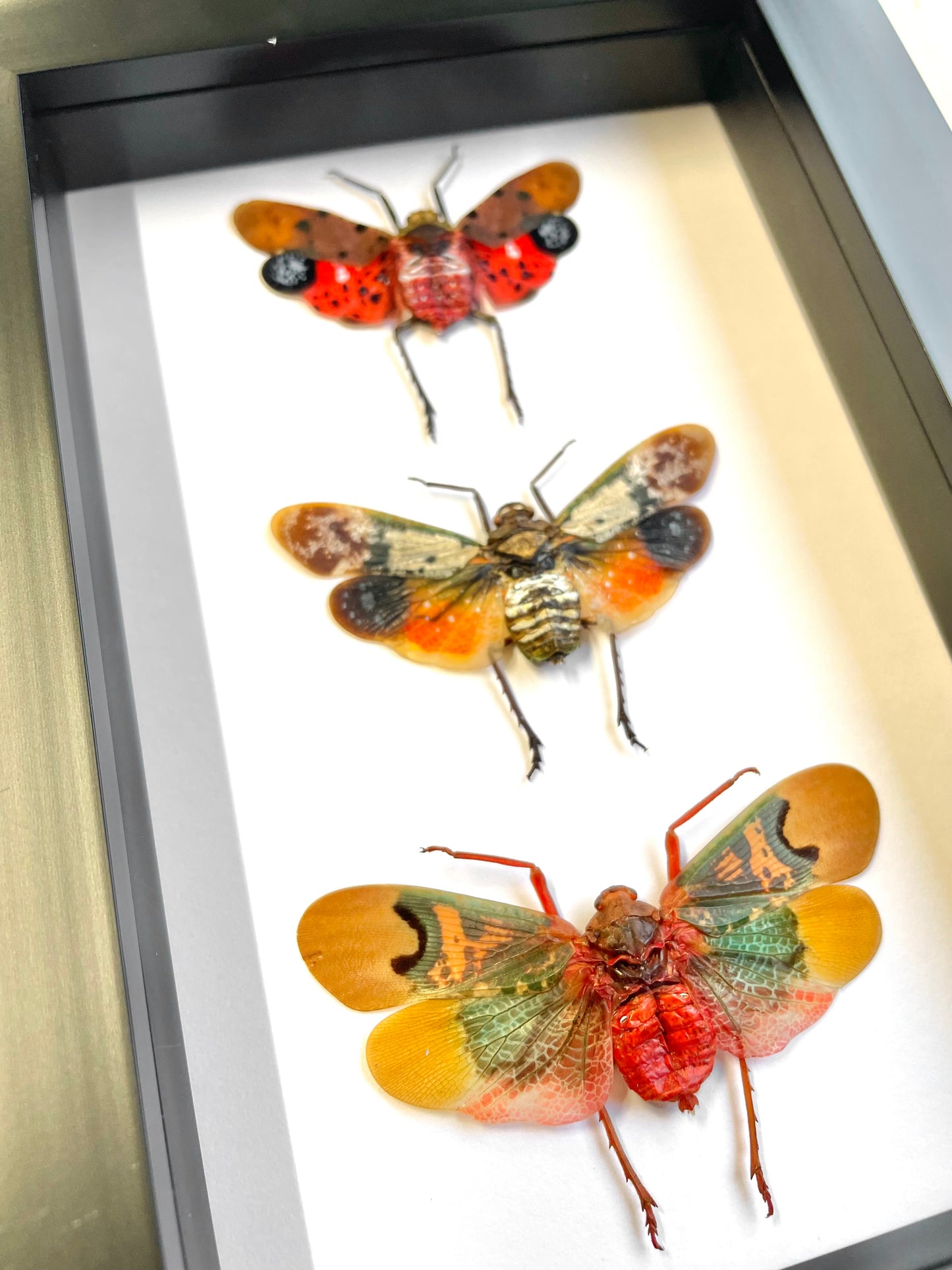 Lantern Fly Collection Deep Shadow Box Frame Display Insect Bug