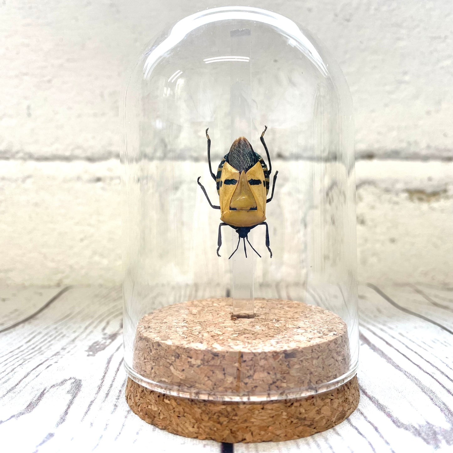 Elvis Man Face Stink Bug (Catacanthus incarnatus) in Glass Bell Cloche Dome Display Jar Insect