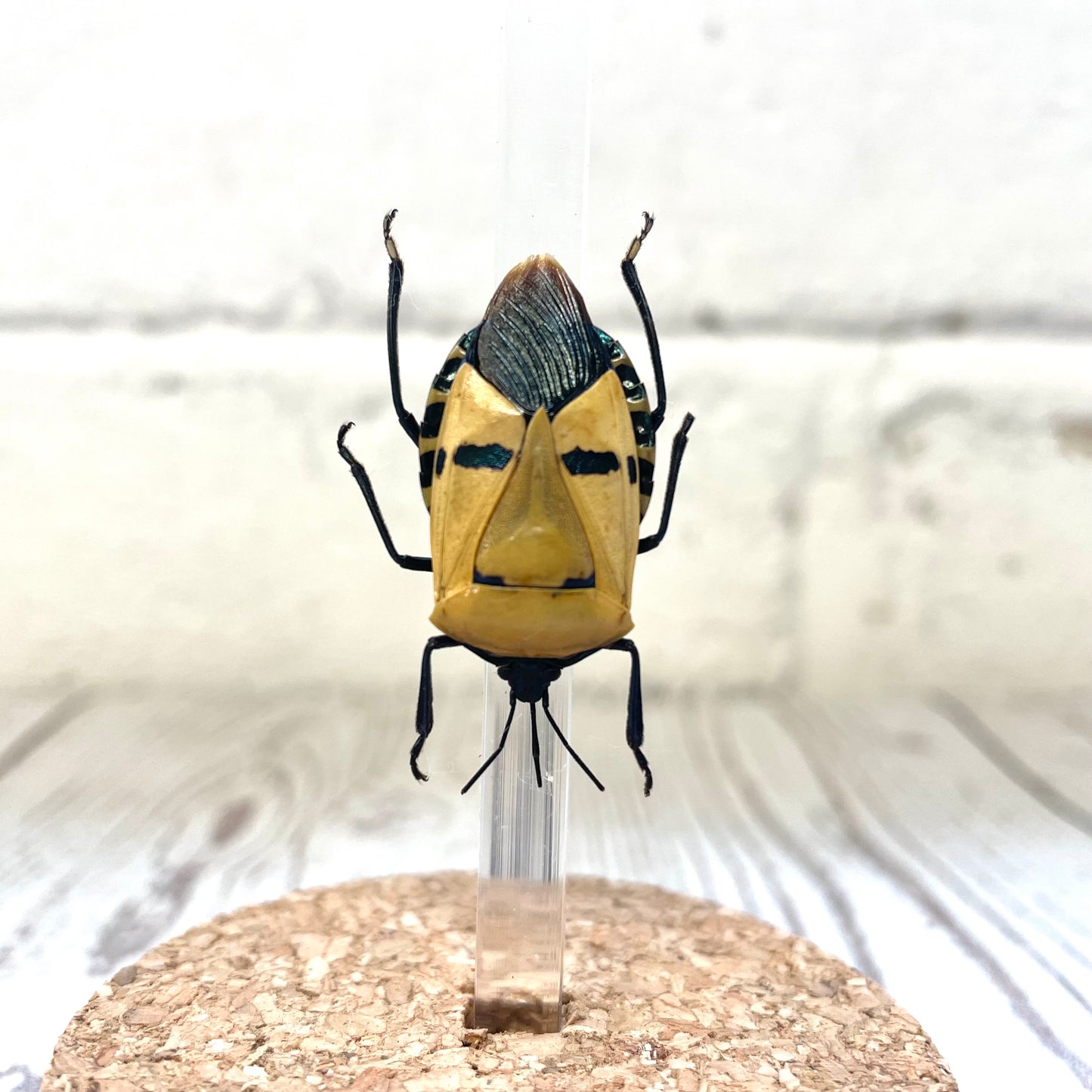 Elvis Man Face Stink Bug (Catacanthus incarnatus) in Glass Bell Cloche Dome Display Jar Insect