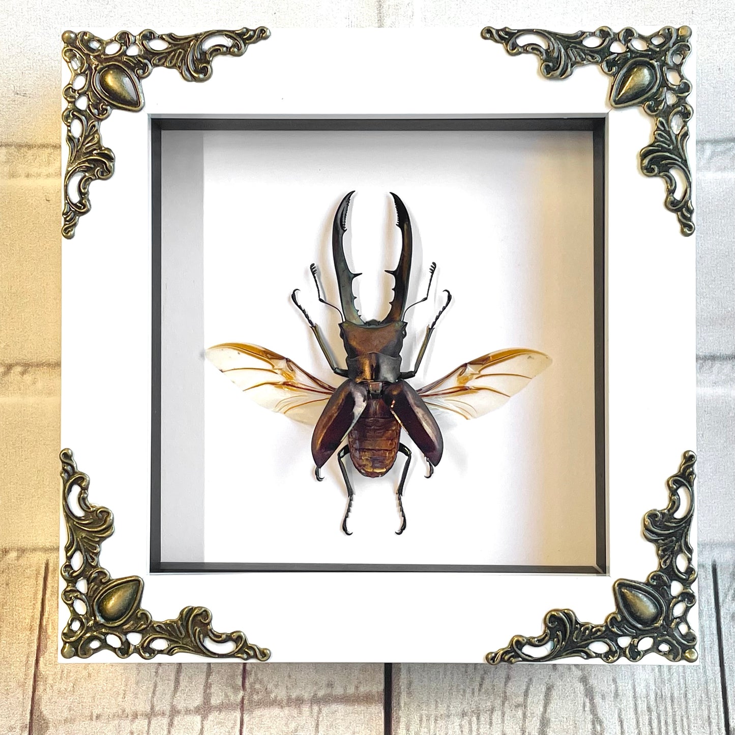 Golden Stag Beetle (Cyclommatus metallifer) in White Baroque Style Deep Shadow Box Frame Display Insect Bug