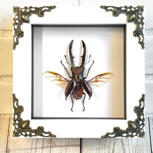 Golden Stag Beetle (Cyclommatus metallifer) in White Baroque Style Deep Shadow Box Frame Display Insect Bug