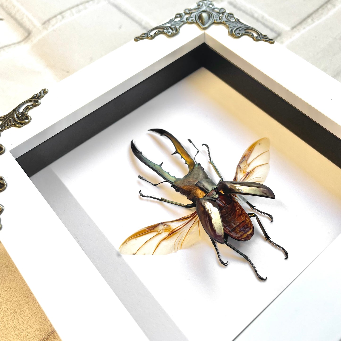 Golden Stag Beetle (Cyclommatus metallifer) in White Baroque Style Deep Shadow Box Frame Display Insect Bug