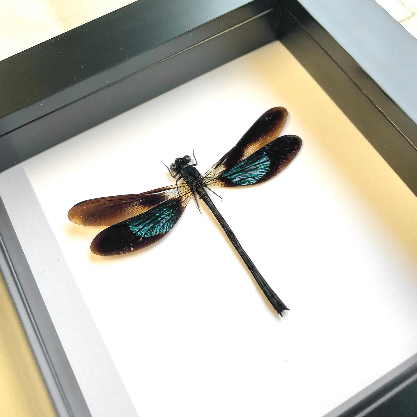 Metallic Gossamer Wing Damselfly (Euphaea variegata) Deep Shadow Box Frame Display Insect Dragonfly