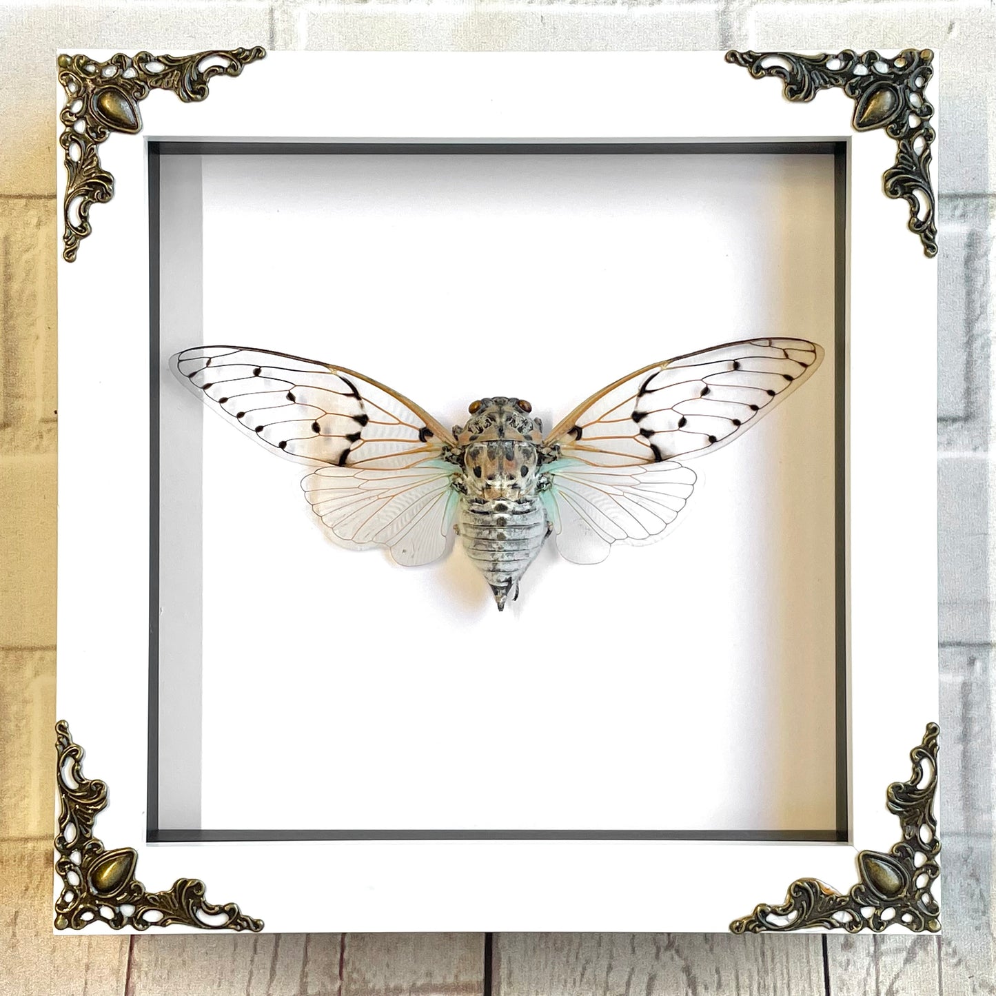 White Ghost Cicada (Ayuthia spectabilis) in White Baroque Style Shadow Box Frame Display