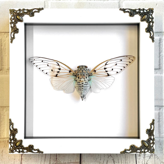 White Ghost Cicada (Ayuthia spectabilis) in White Baroque Style Shadow Box Frame Display