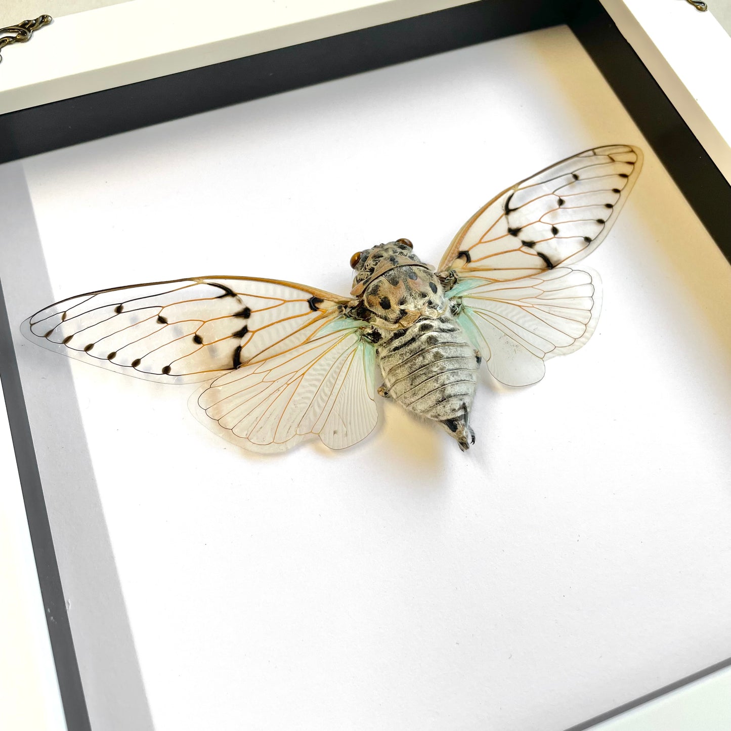 White Ghost Cicada (Ayuthia spectabilis) in White Baroque Style Shadow Box Frame Display