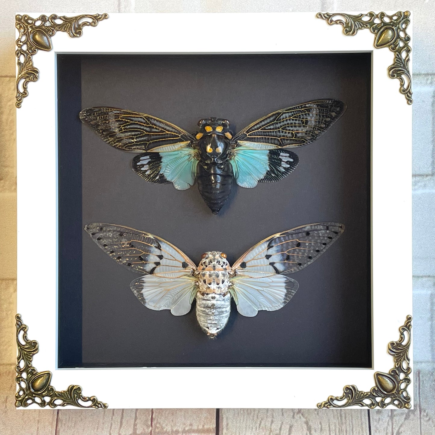 Cicada Pair White Ghost + Turquoise Wing White Baroque Style Shadow Box Frame Display