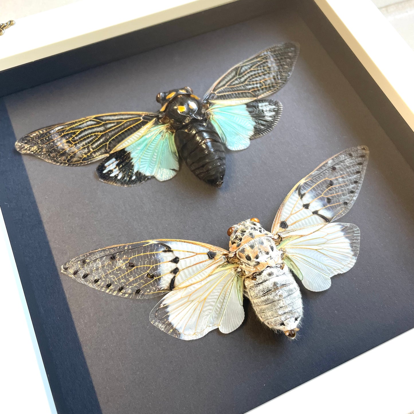 Cicada Pair White Ghost + Turquoise Wing White Baroque Style Shadow Box Frame Display