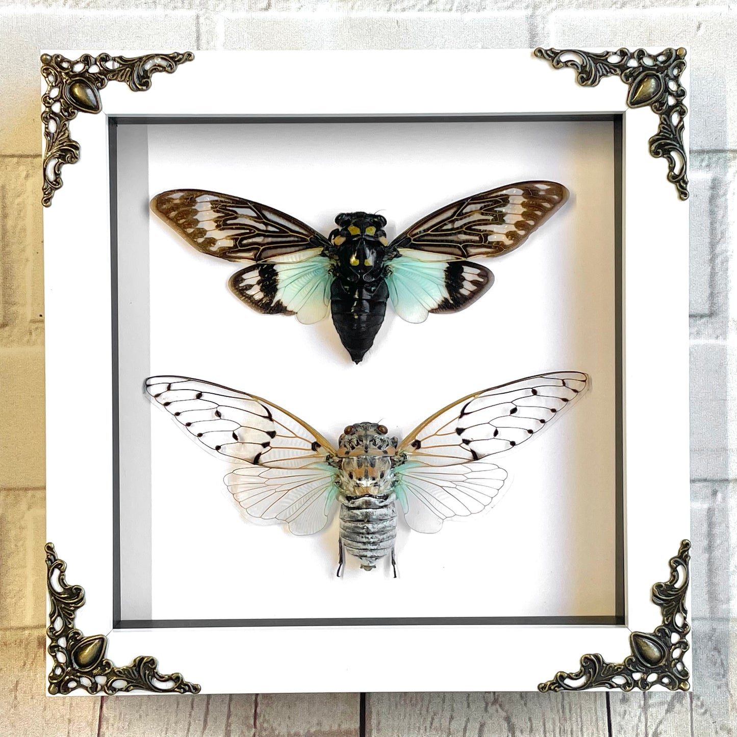 Copy of Cicada Pair White Ghost + Turquoise Wing White Baroque Style Shadow Box Frame Display